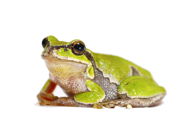 Zielona żaba z bliska na białym - Zdjęcie, obraz