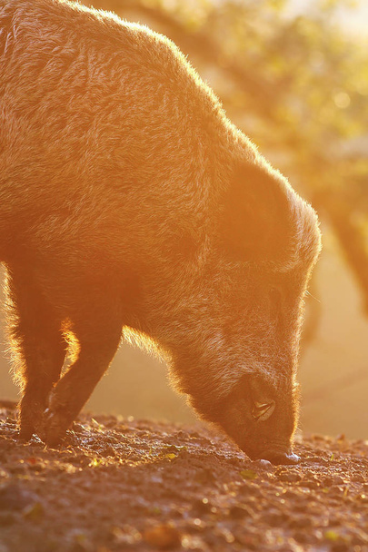 Porco selvagem na bela luz do pôr do sol
 - Foto, Imagem