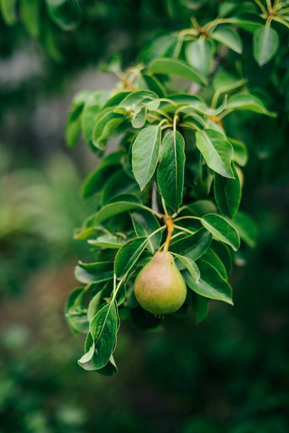Pear fruit on the tree in the fruit garden - 写真・画像