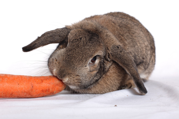 Adorable conejo con zanahoria aislada sobre un blanco
 - Foto, imagen