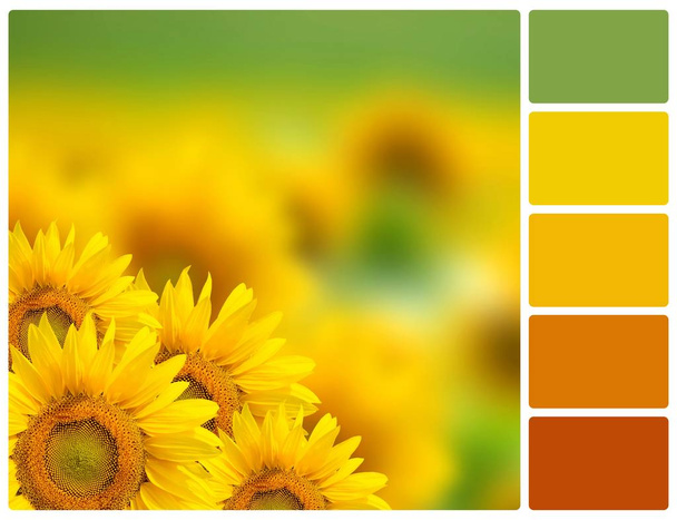 Słoneczniki z próbkami kolorów palety - Zdjęcie, obraz