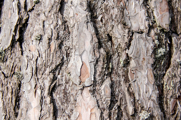 Хвойні дерева кора текстурою, Латвія - Фото, зображення