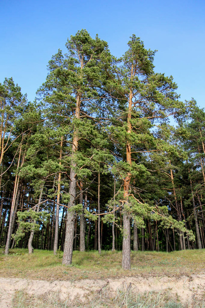 pine tree on baltic sea beach, Latvia - Foto, afbeelding