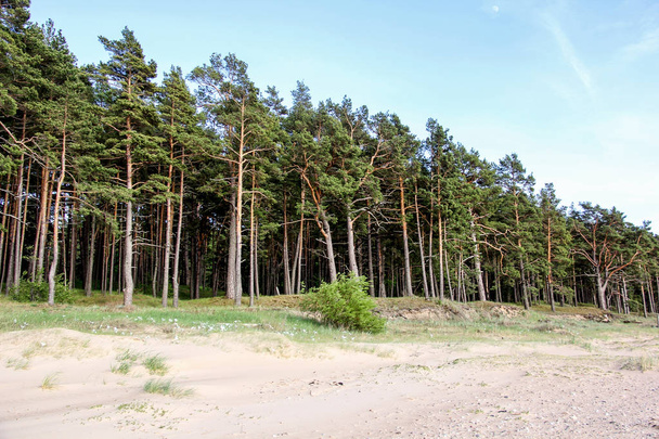 pine tree on baltic sea beach, Latvia - Photo, Image