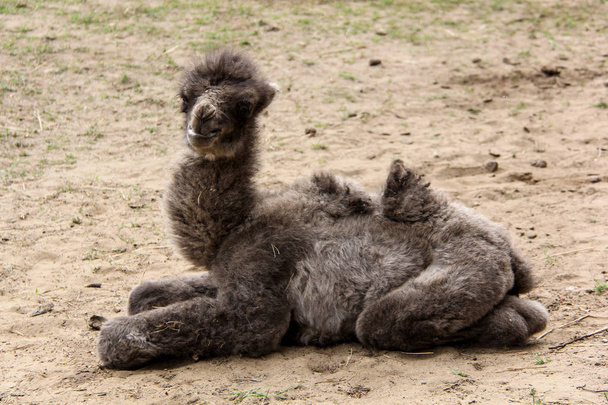 cammello neonato di due giorni
 - Foto, immagini