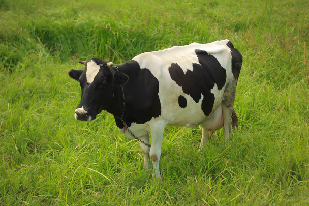 Vaca manchada blanca y negra en un prado verde
 - Foto, Imagen