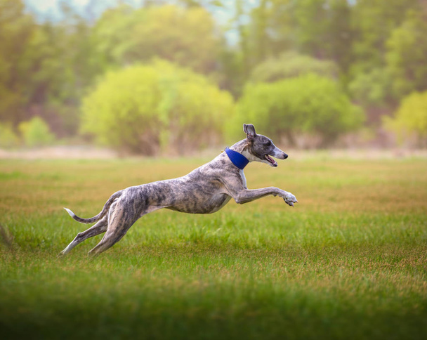 Whippet Hund läuft auf dem Gras - Foto, Bild