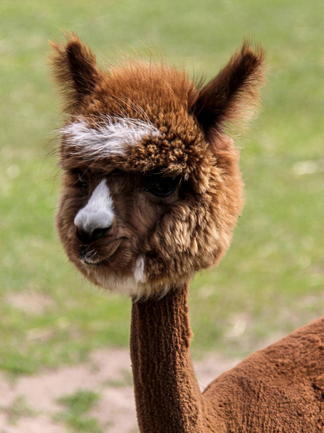 alpaca and llama with funny hairstyle - Photo, Image