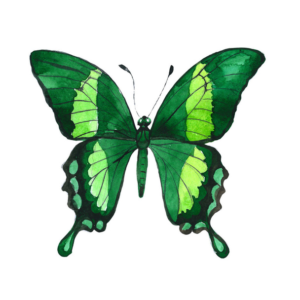 Borboleta exótica inseto selvagem em um estilo aquarela isolado
. - Foto, Imagem