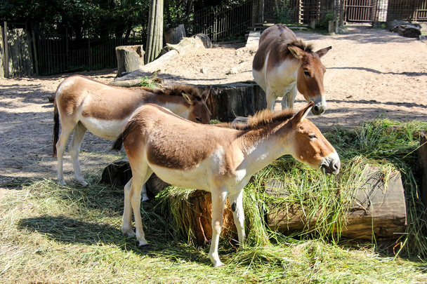  Eastern kiang (Equus kiang holdereri) - Photo, Image