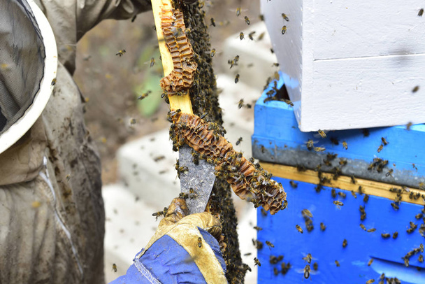 Apicoltore che lavora con il consiglio di divisione di un alveare, per raccolta di miele
. - Foto, immagini