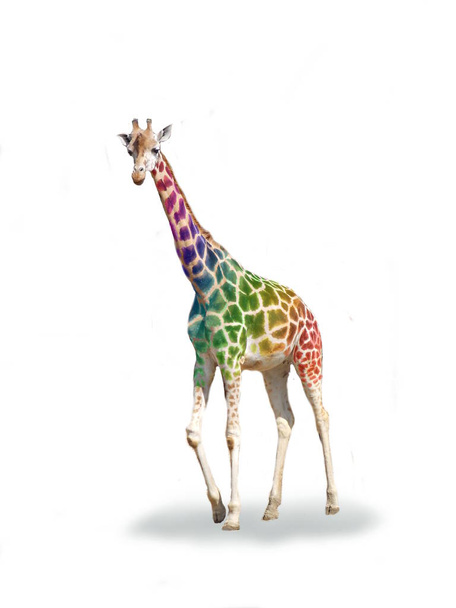Őrült színes zsiráf - Fotó, kép