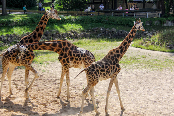 Kordofan-Giraffe im sonnigen Zoo Lettland - Foto, Bild