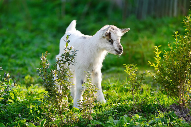 Stojący koza biała baby na zielony trawnik w słoneczny dzień - Zdjęcie, obraz