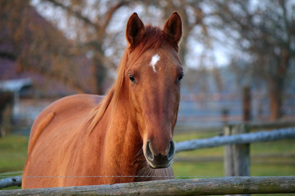 beautiful horse in stable - Photo, Image