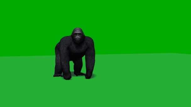 Gorilla néz körül, és a támadások - zöld képernyő - Felvétel, videó