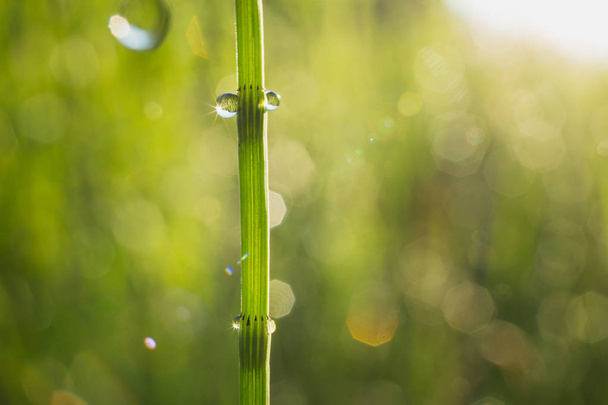 крупним планом краплі води на стеблі зеленої трави на сонячному світлі
 - Фото, зображення