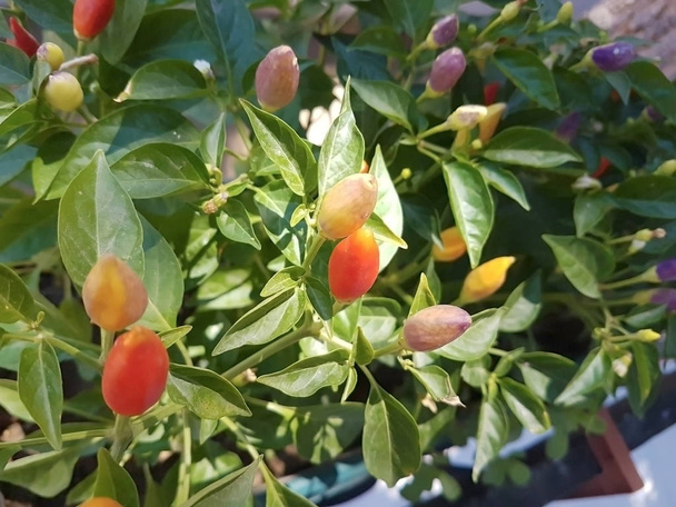 Πολύχρωμο καυτερές πιπεριές με πράσινα φύλλα, κοντινό πλάνο - Φωτογραφία, εικόνα