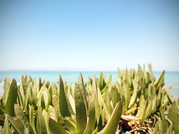 Πράσινα φυτά από θάλασσα carpobrotus acinaciformis - Φωτογραφία, εικόνα