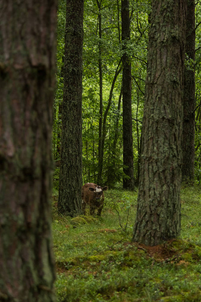 A curious wild cows in a forest. Mother cows with calfs. Grazing in forest. - Photo, Image