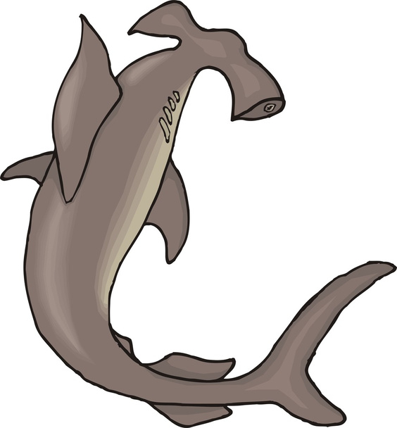 haai vectorillustratie - Vector, afbeelding