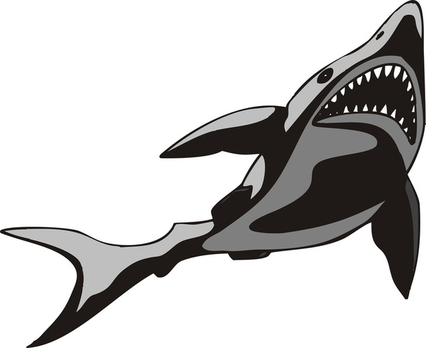 Ilustración de vectores de tiburón
 - Vector, Imagen