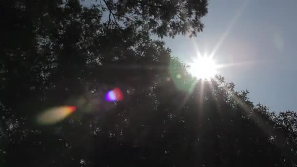 Blikken van de zon aan de rand van sommige bomen - Video