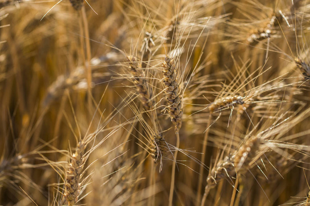 campo de trigo dorado y día soleado - Foto, Imagen