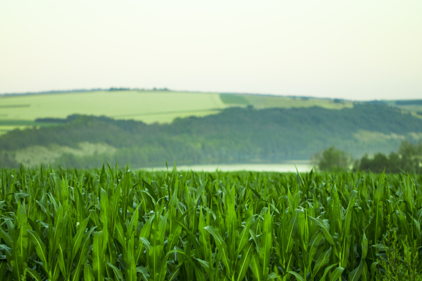 Зелене поле з кукурудзою. Блакитне хмарне небо. Схід сонця на горизонті - Фото, зображення
