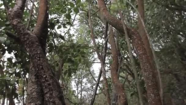 Trunks of the large trees - Video