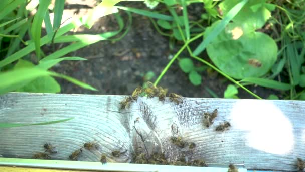 FullHD záznam slowmotion. Spousta včel u vchodu úlu ve včelařství. - Záběry, video