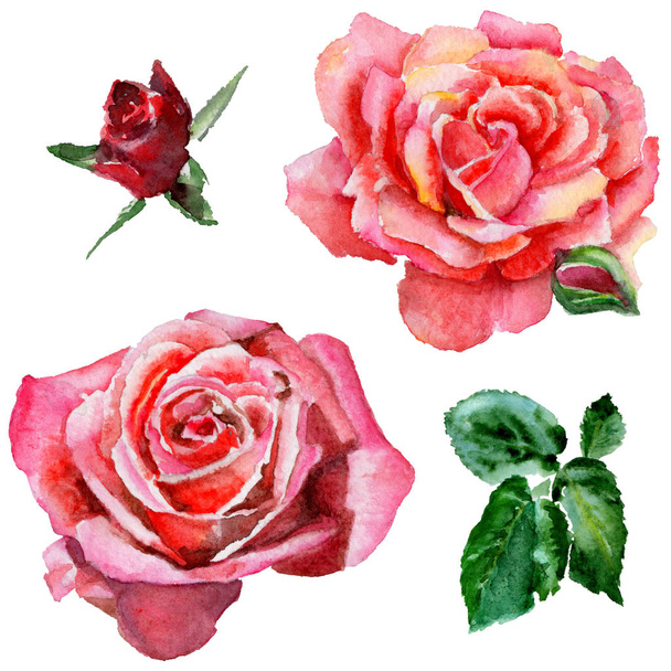 Цветок полевой розы в акварельном стиле изолирован
. - Фото, изображение