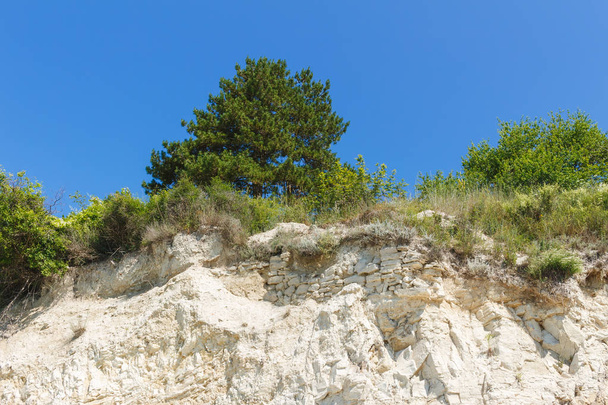 Tree grows on top of sandstone, under blue sky, view from below. - Photo, Image