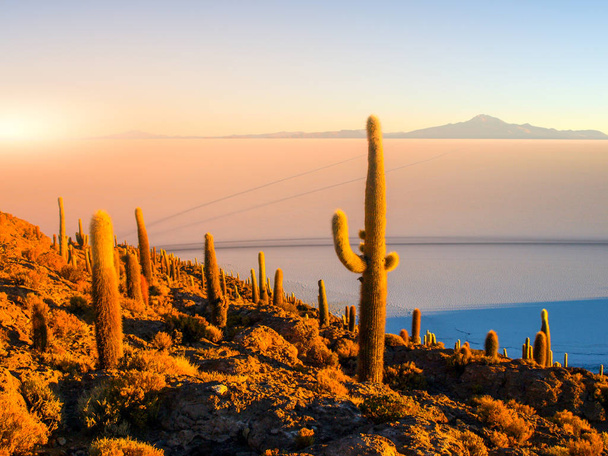 Salar de Uyuni salt plains with large cactuses of island Incahuasi at sunrise time, Andean Altiplano, Bolivia, South America - Фото, изображение