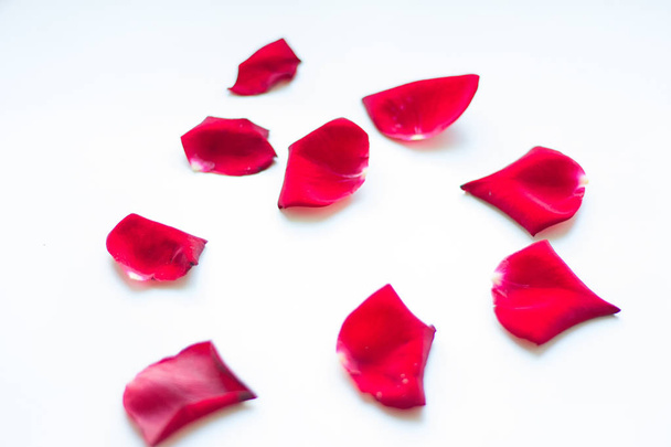 pétalos de rosa roja sobre fondo blanco - Foto, Imagen