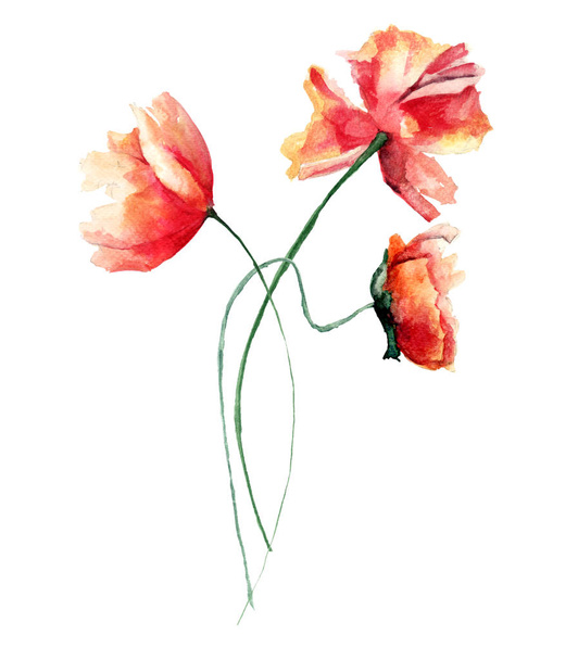 Template for card with with Poppies flowers - Photo, image