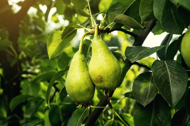 peren op een tak, onrijpe groene peer, perenboom, lekkere jonge pear opknoping op boom, vruchten zomertuin. Gewas van peren, gezonde biologische peren. Sappige smaakvolle peren van aard achtergrond.  - Foto, afbeelding