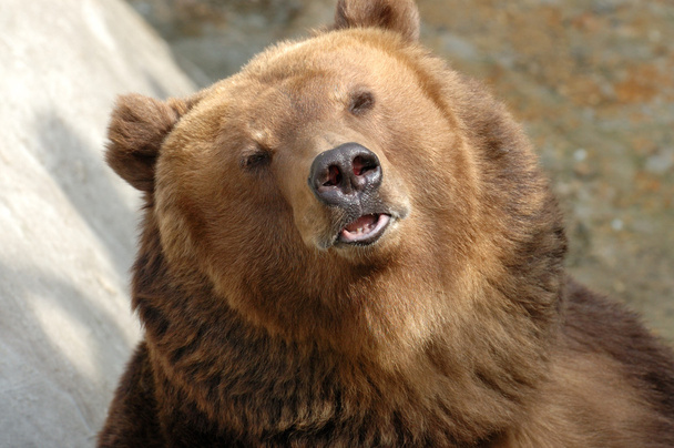 Urso castanho - Foto, Imagem