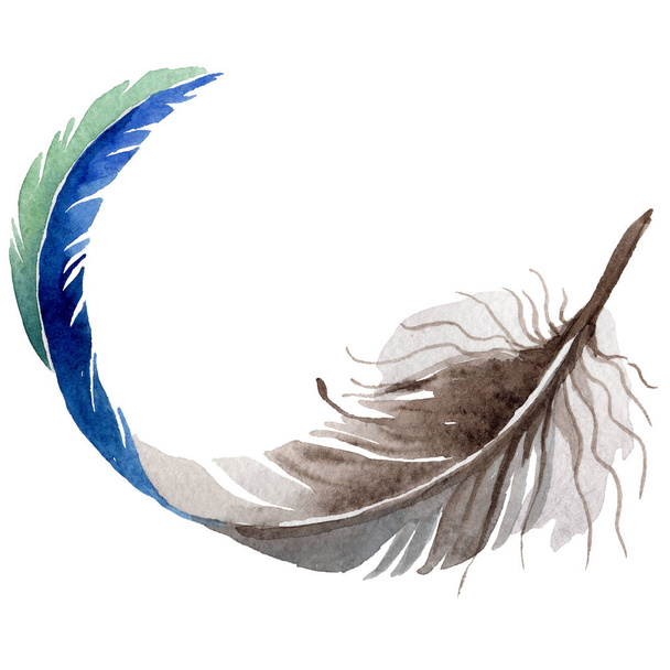 Watercolor bird feather from wing isolated. - Zdjęcie, obraz