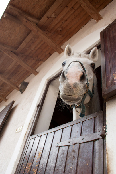 Cavallo sorridente che guarda giù dalla stalla
 - Foto, immagini