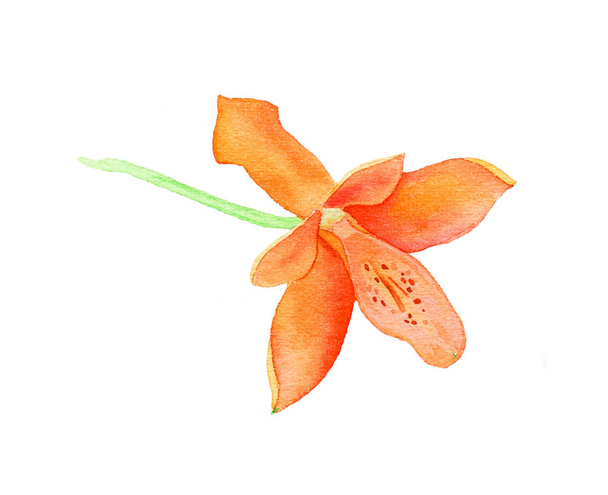 Orchid watercolor illustration - Photo, image