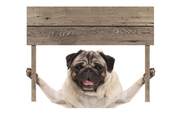 uśmiechający się pug puppy pies trzyma się deska drewniany znak - Zdjęcie, obraz