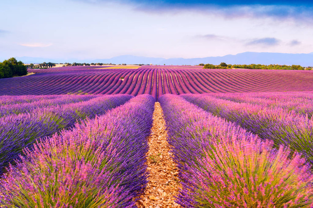 Lawendowe pola w Valensole, Francja - Zdjęcie, obraz