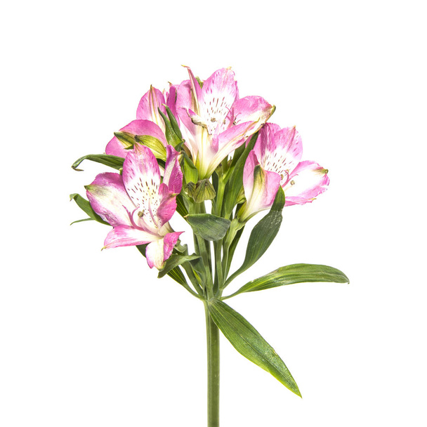 Flor de astromeemia em um fundo branco
 - Foto, Imagem