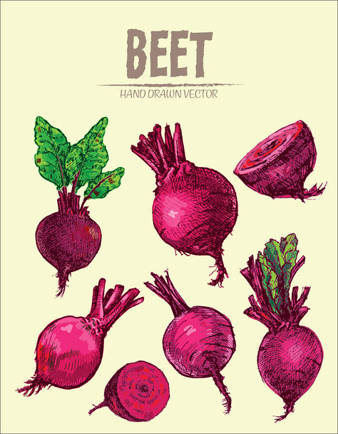 Digital vector detailed line art color beet - Vector, Image