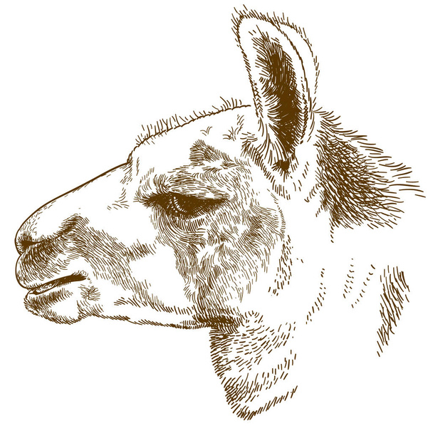 гравировка с изображением головы ламы
 - Вектор,изображение