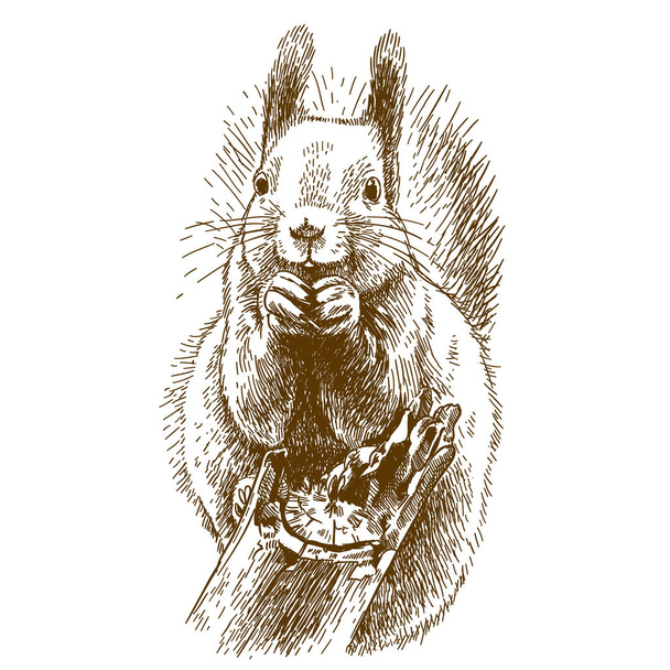 engraving illustration of squirrel - Vector, Image