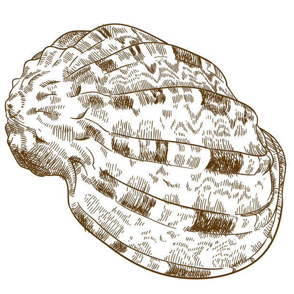 гравировочная иллюстрация ракушки
 - Вектор,изображение