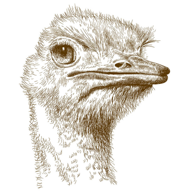 grabado ilustración de la cabeza de avestruz
 - Vector, imagen
