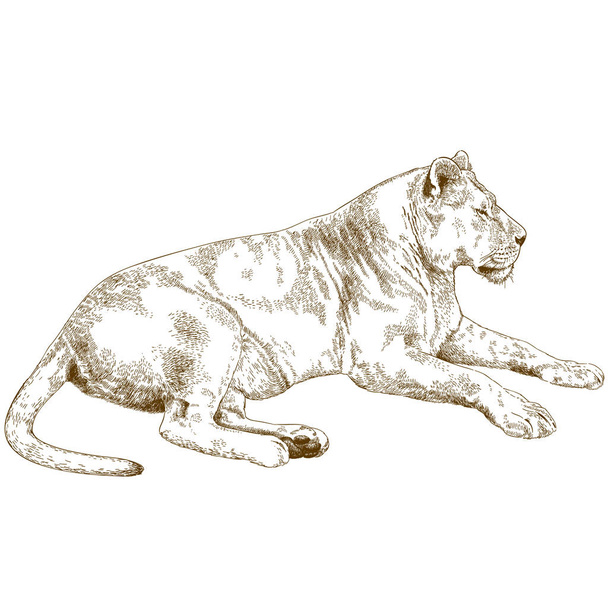 engraving illustration of lioness - Vector, Image